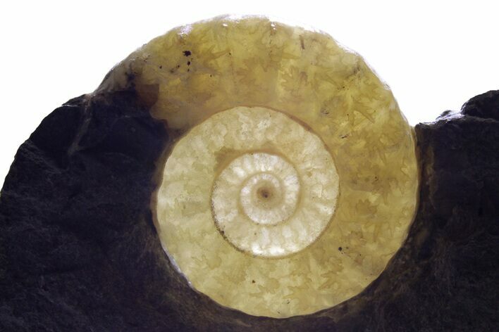 Jurassic Fossil Ammonite (Promicroceras) - Backlit Ammonite #351128
